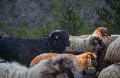 Small cattle on the migration route