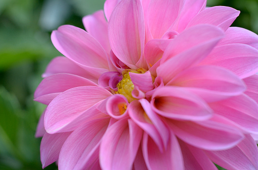 Close up of Dahlia Emily Flower with garden backdrop