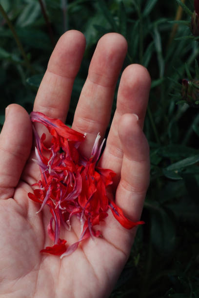 istock Red Crimson Feathers poppies petals in a hand 1500420595