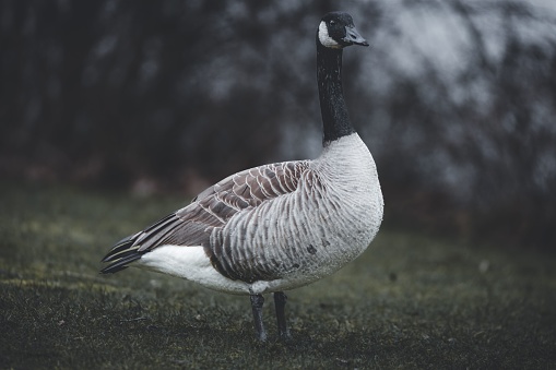 A single grey goose stands in a grassy field next to a bare tree, its wings slightly spread in a relaxed pose