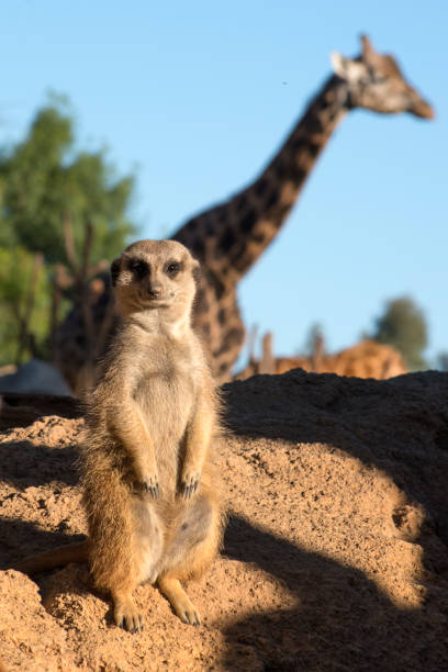 A cute fluffy meerkat in captivity