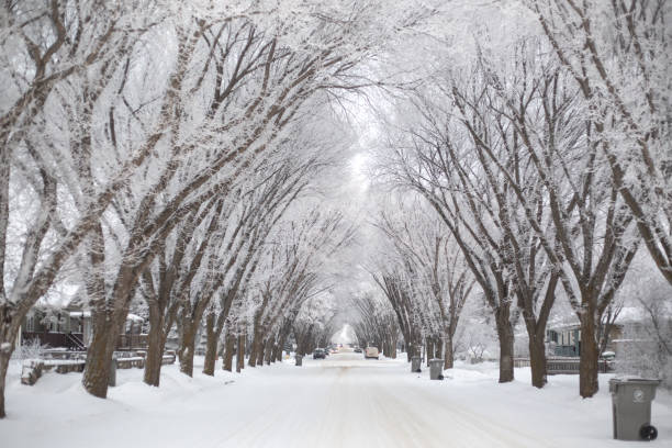 istock Hoar frost on tree lined street in Lloydminster, AB 1500421963