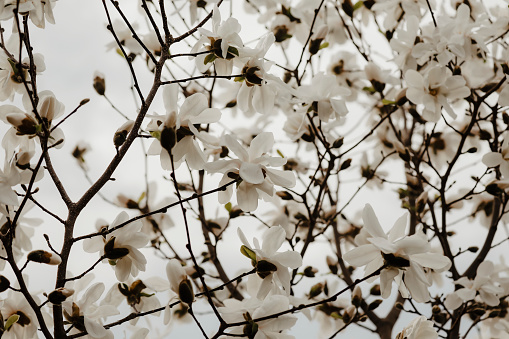 A magnolia tree in full bloom. Shot with a Canon 5D Mark IV.