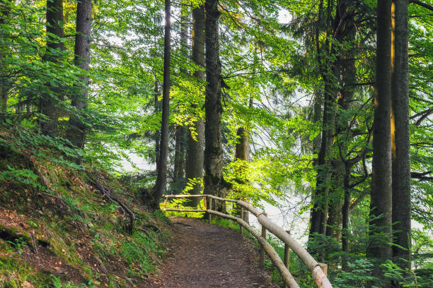 istock forest trail in beautiful woodland scenery 1500423965