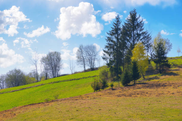 istock mountainous countryside scenery with fir tree in morning light 1500424012