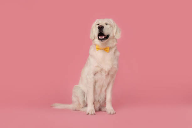 istock Cute Labrador Retriever dog with bow tie on pink background 1500424797