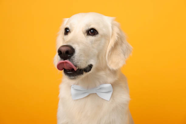 istock Cute Labrador Retriever dog with bow tie on yellow background 1500424881
