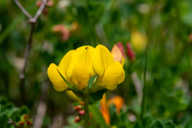 Close up of birds foot trefoil (lotus corniculatus) flowers in bloom