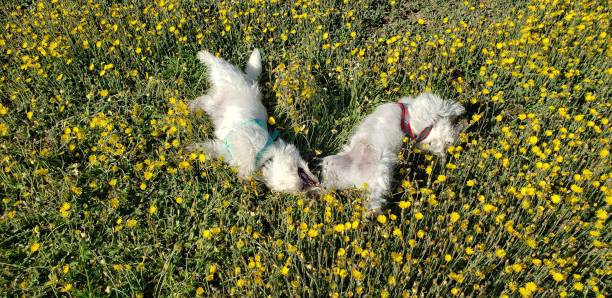 istock West Highland Terrier Puppies in the grass 1500427371