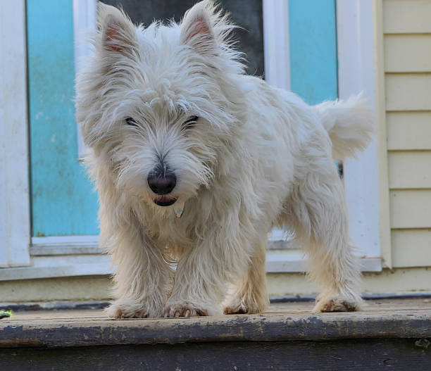 istock West Highland Terrier at Deck Top 1500427380