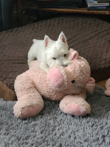 istock Westie and Piggy 1500427390
