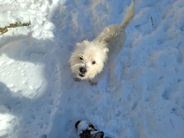 istock West Highland Terrier in the snow 1500427956