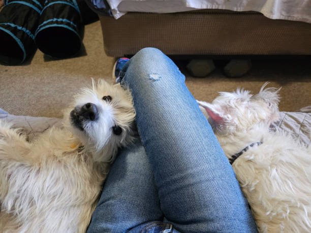 istock West Highland Terriers Resting 1500427968