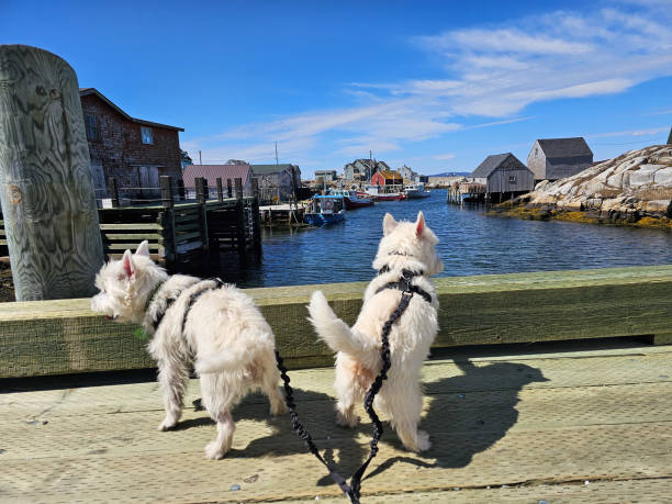 istock West Highland Terriers at a dock 1500427971