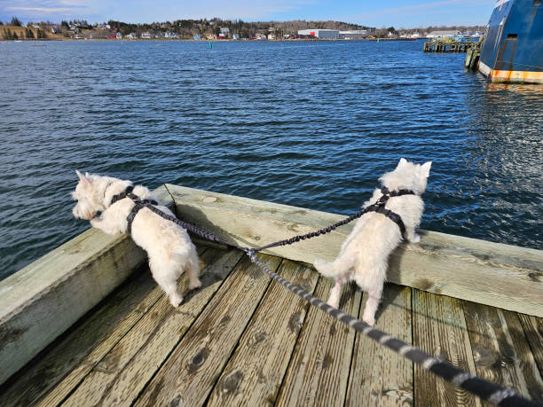 istock West Highland Terriers at a Wharf 1500427975