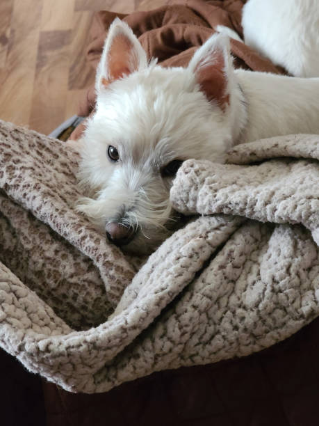 istock West Highland Terrier in a Blanket 1500428062