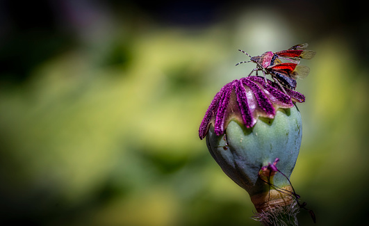 An stink bug Stink bug an top of a poppy bud dries it´s wings, blurred background, bokeh