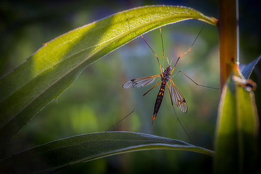 Crane fly, daddy-longlegs, Pachyrhina crocata in grass hanging in sunset light