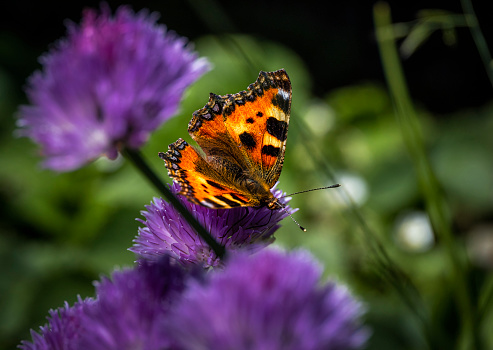 Tortoiseshell butterfly on chive flowers,
