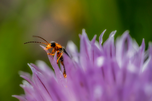 Red soldier beetle hiding in chive flowers,