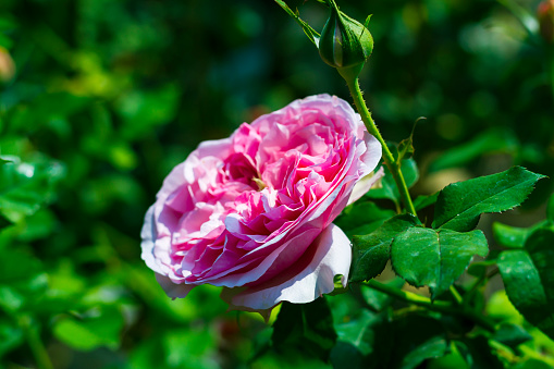 Flower Pink rose bloom beautiful with sunlight in a garden in northern Thailand