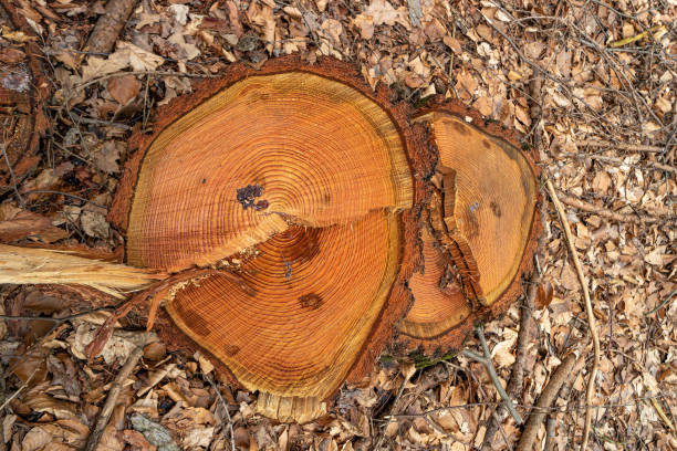 istock Fresh cut pine tree with a yellow stump in the forest near a logging site, Germany 1500433470