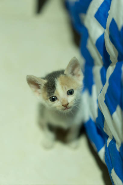 small cat or baby cat