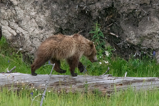 Grizzly bear cub is walking on log to observe surroundings on a hill top in the Yellowstone Ecosystem in western USA, of North America. Nearest cities are West Yellowstone, Bozeman, Billings, Gardiner, and Cooke City, Montana., Cody and Jackson Wyoming, Denver, Colorado and Salt Lake City, Utah.
