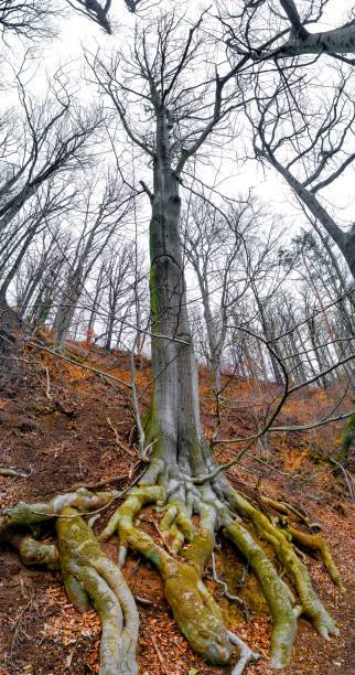 istock Ancient aged beech tree with surfaced mossed roots at riverside, Germany, at warm sunset Spring evening. Vertical panorama. 1500436070