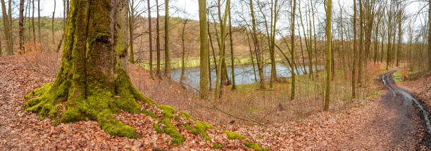 istock Panoramic view over a forest track in magical deciduous and pine forest with ancient aged trees covered with moss and riverside, Germany, at warm sunset Spring evening 1500436078