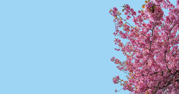 Banner with gorgeous pink and rosy cherry blossoms at blue sky solid background with copy space. Concept Spring, renewal and happiness