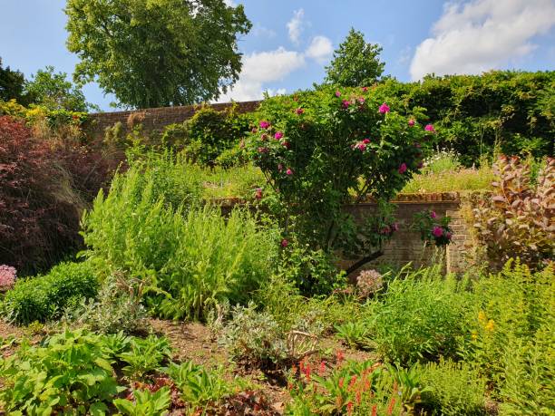 istock A garden with various coloured flowers 1500436609