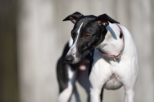 side eRecord of a beautiful, young Whippet (greyhound)