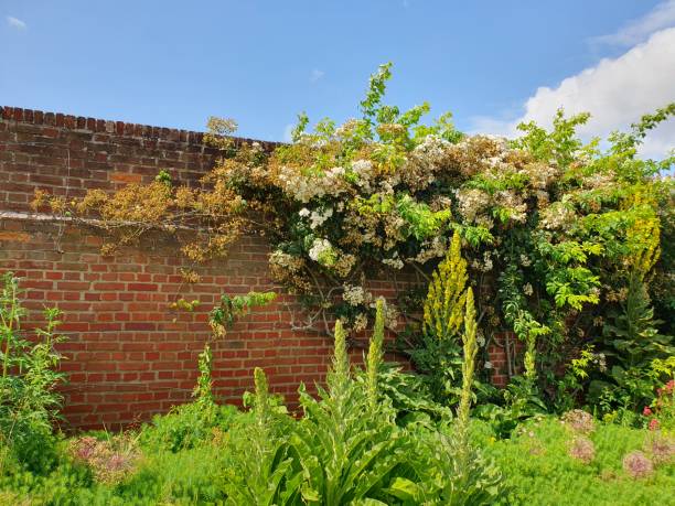 istock A garden with various coloured flowers and green plants 1500437210