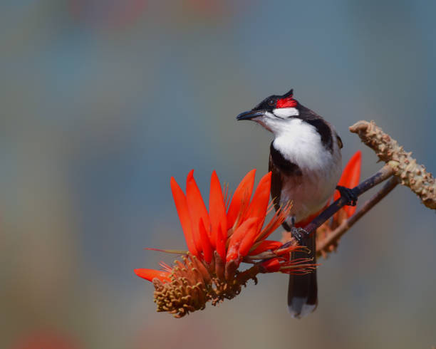 istock Bird on its natural habitate 1500437217