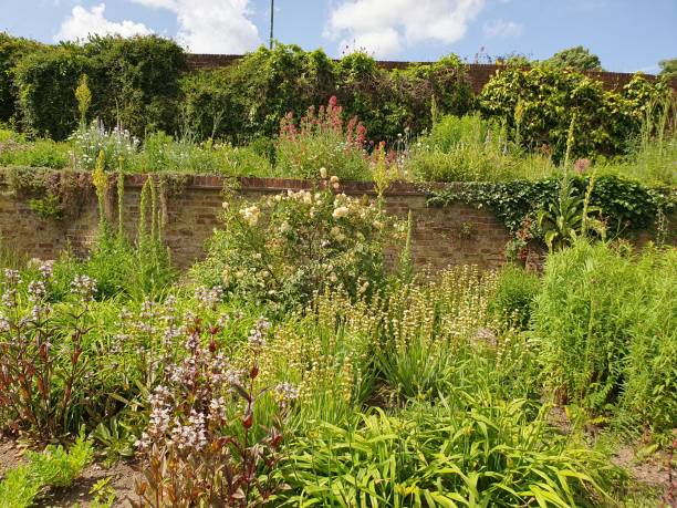 istock A garden with plants and various coloured flowers 1500437266