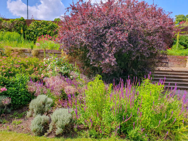 istock A garden with various coloured flowers 1500437335