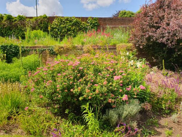 istock A garden with flowers and plants 1500437347