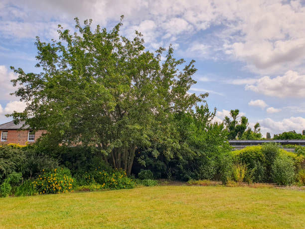 istock A green lawn with trees and bushes under the blue sky 1500437378
