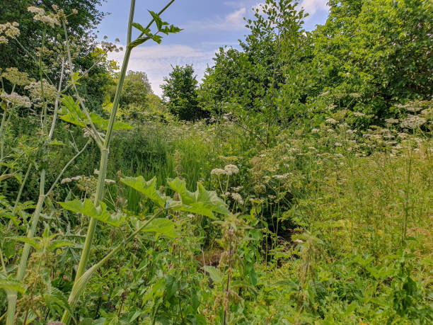 istock A green plants and trees with various flowers 1500438067
