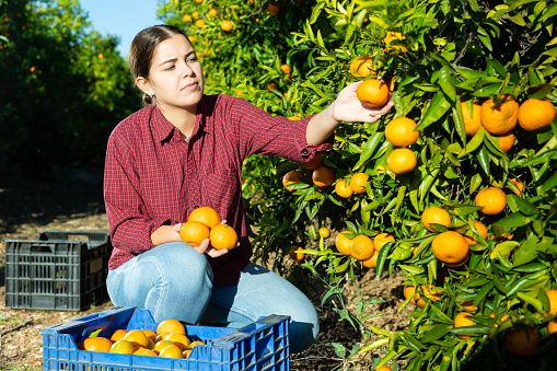 Focused European female picking ripe organic mandarins in plastic container box in orchard or on farm