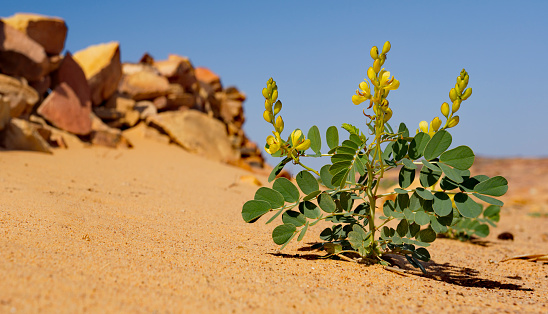 Africa, Mauritania. The southwestern edge of the Sahara Desert. Blooming Italian Senna (Senna italica, legume family) on the rocky-sandy arid desert soil.