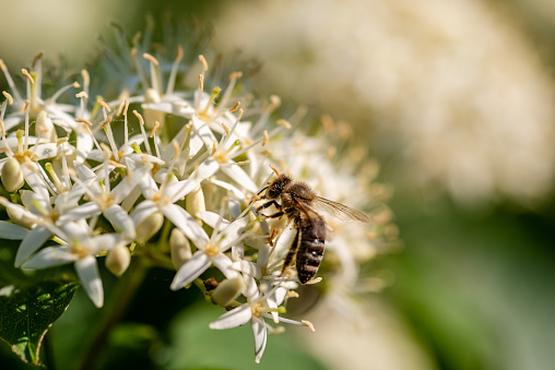 macro shot of a bee on a white flower