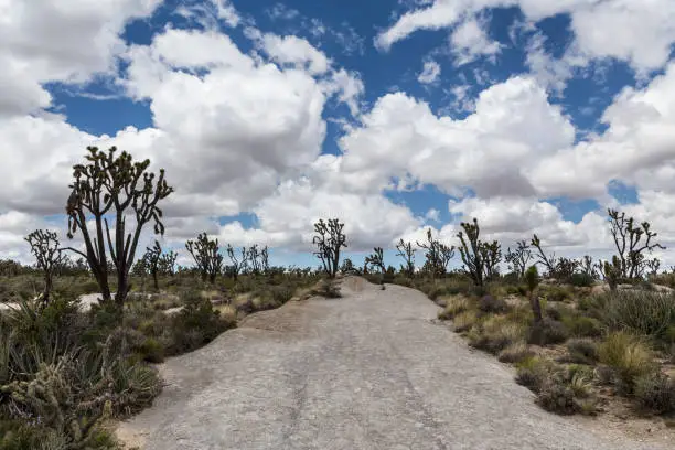 Joshua trees and spring clouds in the Mojave National Preserve near Baker, California.