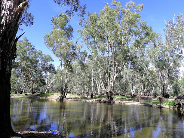istock Barmah National Park, Victoria, Australia 1500440083