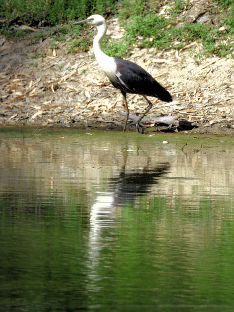White Necked Heron bird at the dam at the Muster Yards in the Northern Country