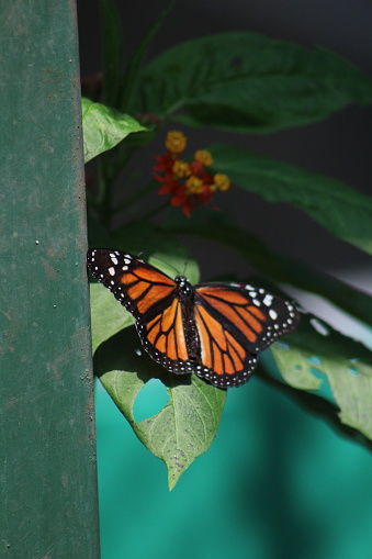 Monarch butterfly visiting a tropical milkweed