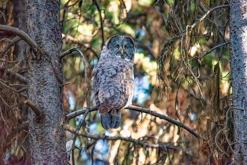 Great Gray Owl perched in dark forest at dusk in the Yellowstone Ecosystem in western USA, North America.