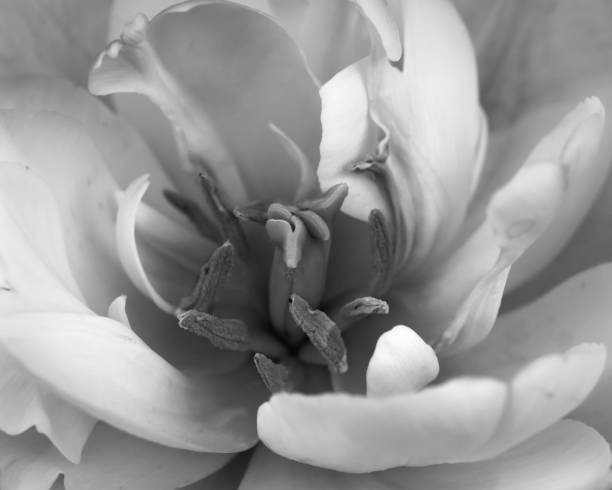 istock Black and White Close up of Tulip 1500442619