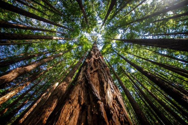 close-up from below of a red sequoia tree climbing into the sky with the rest of the trees - tree growth sequoia rainforest imagens e fotografias de stock